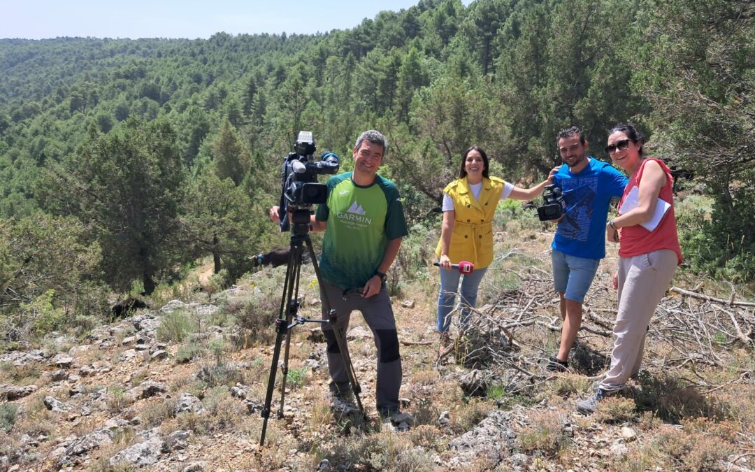 Encuentro televisivo entre vacas bravas